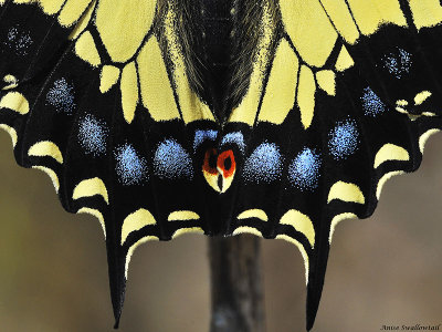 Anise Swallowtail, detail