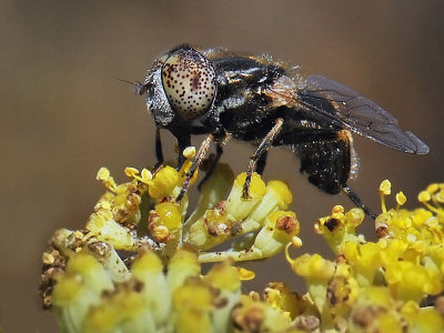Speckly-eyed Hover Fly, Eristalinus aeneus