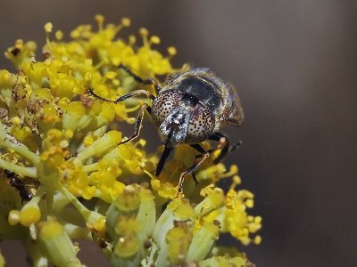 Comon Lagoon Fly, Eristalinus aeneus