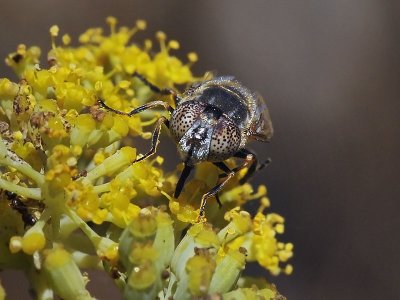 Speckly-eyed Hover Fly, Eristalinus aeneus