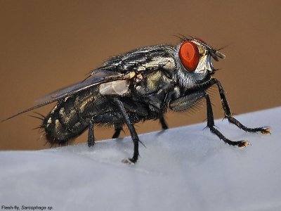 Flesh Fly, Sarcophaga sp