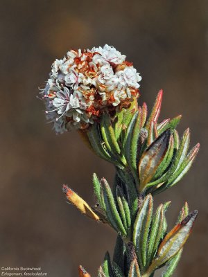 California Buckwheat, Eriogonum fasciculatum
