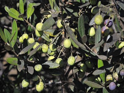 European Olive, Olea europaea 