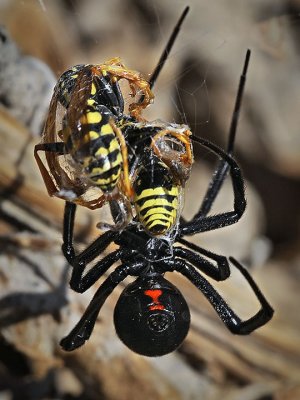 Black Widow preys on two male Paper Wasps