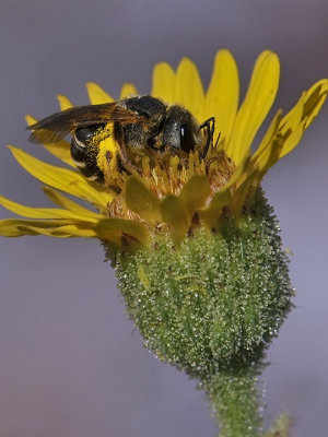 Honey Bee on Madia sativa 4950