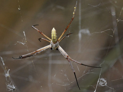 Banded Argiope, male