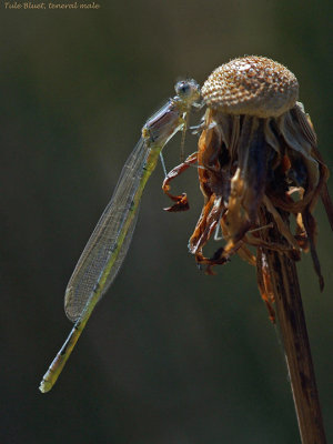 Tule Bluet, teneral male