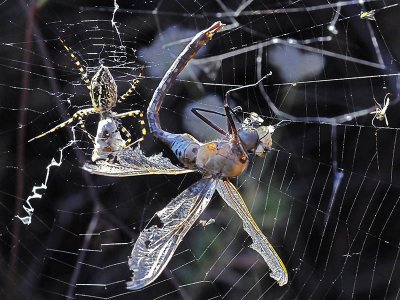Darner in spider's web 