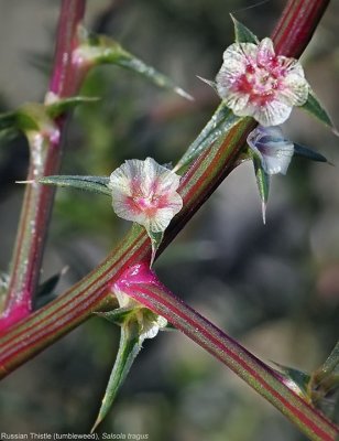 Tumbleweed, Salsola tragus