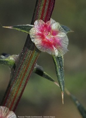 Tumbleweed, Salsola tragus