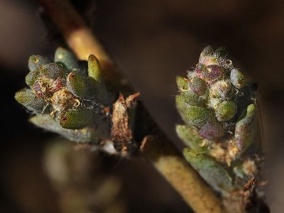 Frankeniaceae: Alkali Heath