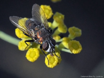 Bottle Fly, Lucilia sp