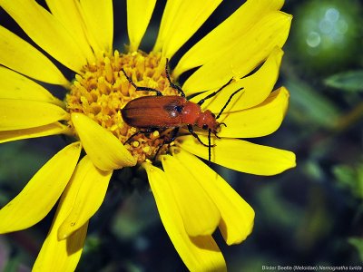 Blister Beetle, Nemognatha sp.