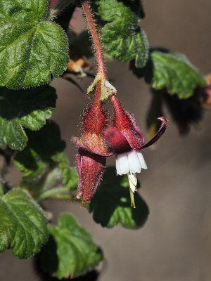 Canyon Gooseberry, Ribes menziesii