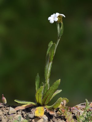 Popcornflower, Plagiobothrys nothofulvus