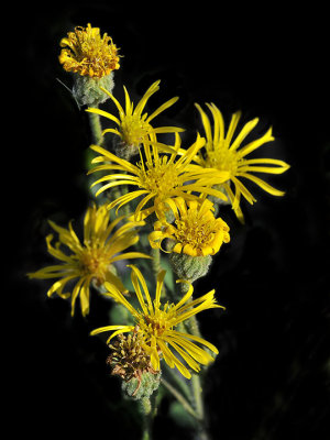 Telegraph Weed, Heterotheca grandiflora