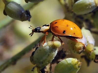 Asian Lady Beetle, male