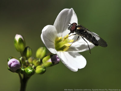 Hover Fly, Platycheirus sp