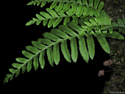 California Polypody, Polypodium californicum