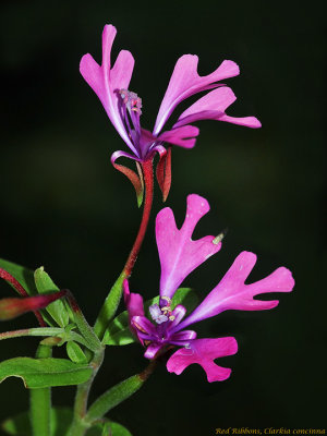 Red Ribbons Clarkia, Clarkia concinna