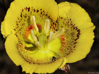 Yellow Mariposa Lily, Calochortus luteus