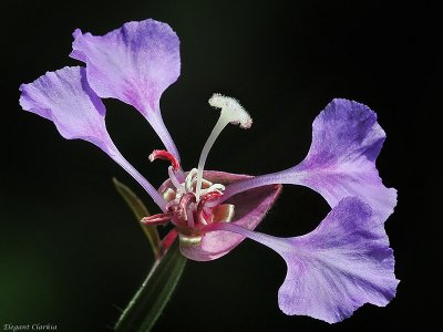 Elegant Clarkia, Clarkia unguiculata