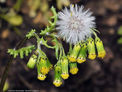Common Butterweed, Senecio vulgaris