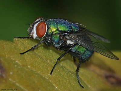Green Bottle Fly, Lucilia sp 