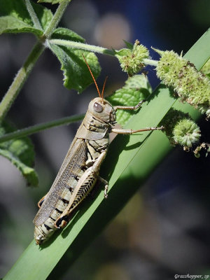 Differential grasshopper, female