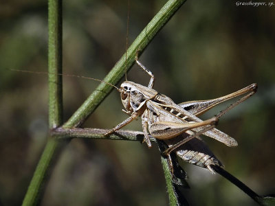 Brown-spotted Bush-cricket, Tessellana tessellata