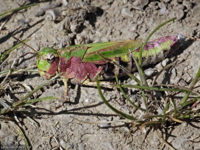Painted Meadow Grasshopper, female