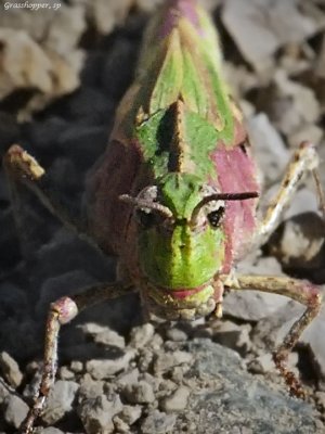 Painted Meadow Grasshopper