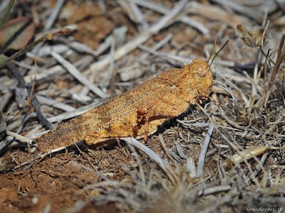 Band-winged Grasshopper, Trimerotropis pallidipennis