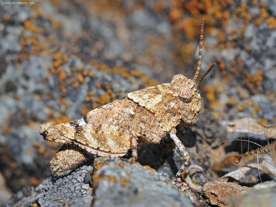 Band-winged Grasshopper, nymph