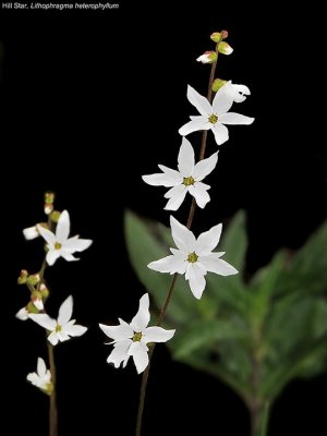 Hill Star, Lithophragma heterophyllum