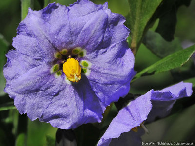 Blue Nightshade, Solanum umbelliferum