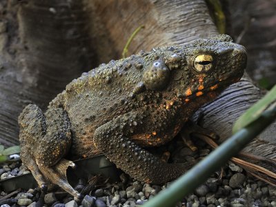 Borneo toad