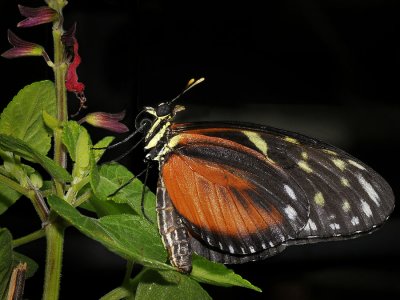 Amazon butterfly