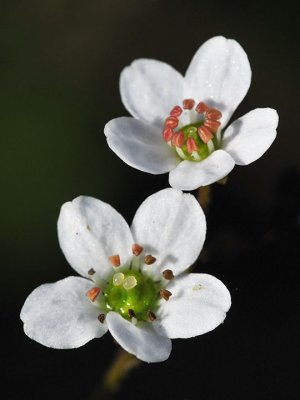 Saxifragaceae: Saxifrages, Woodland Star, Hill Star, Heuchera