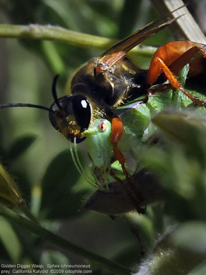 Golden Digger Wasp with katydid