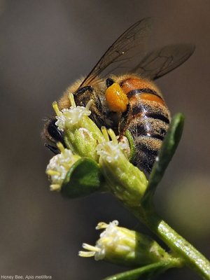 Honey Bee with yellow pollen