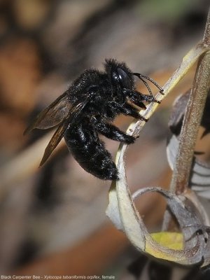 Black Carpenter Bee, female