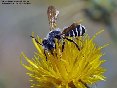 Leafcutter Bee, male