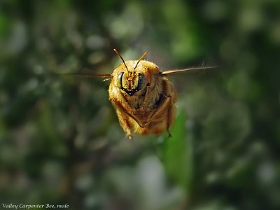 Valley Carpenter Bee, male