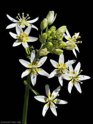 Liliaceae: Allium, Brodiaea, Calochortus, Fritillaria, Trillium, Solomon's Seal, Soap Plant