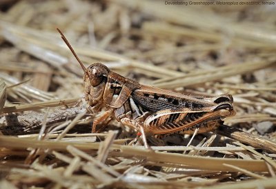 Devastating Grasshopper, Melanoplus devastator