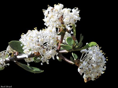 Rhamnaceae: Ceanothus, Redberry, Coffeeberry
