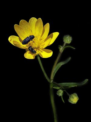 California Buttercup, Ranunculus californicus