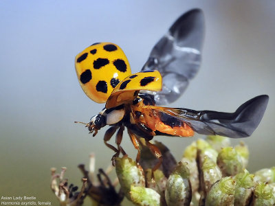 Asian Lady Beetle, female