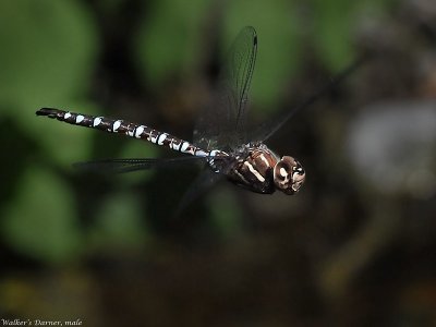 Walker's Darner, male in flight